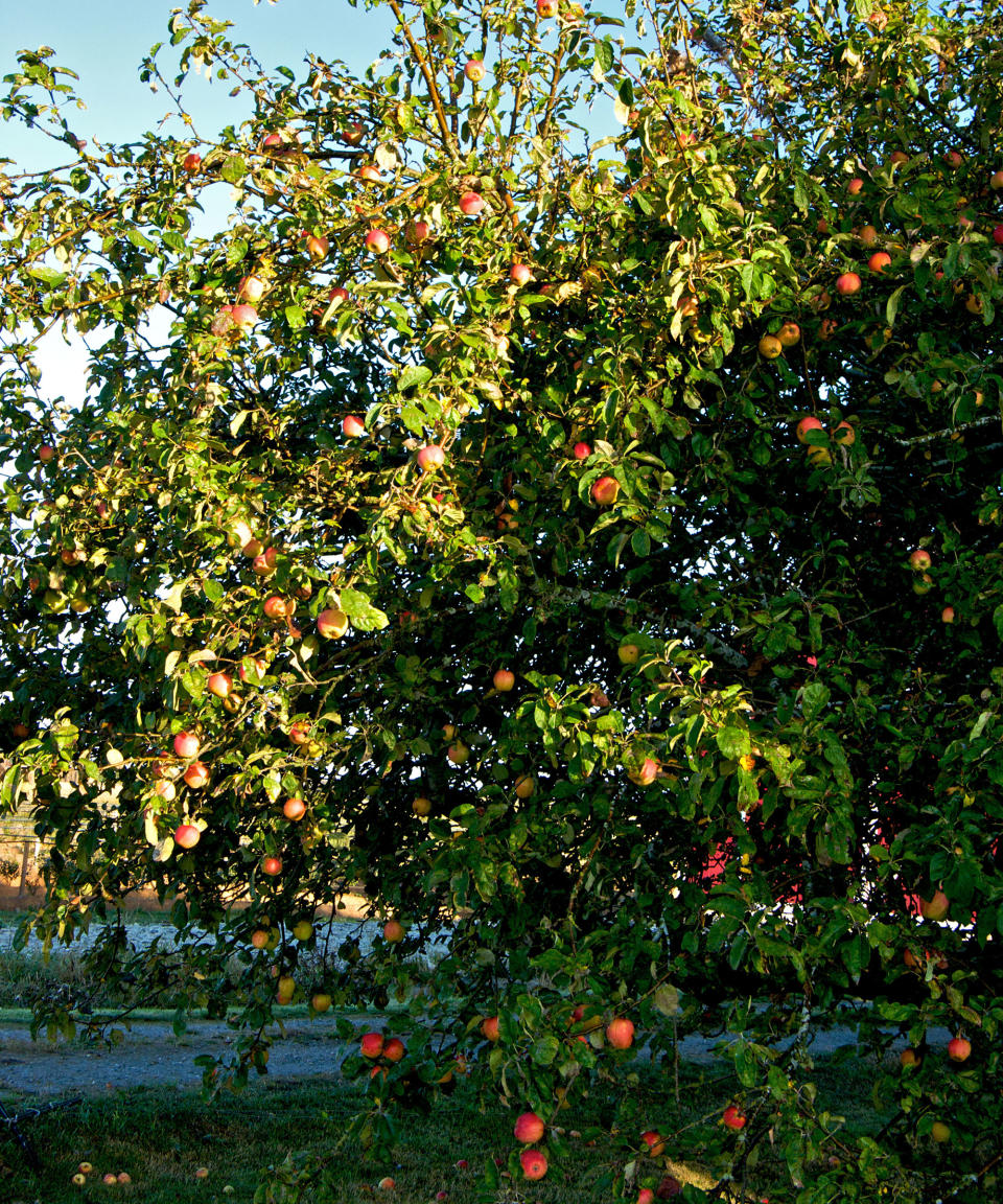 Unpruned apple tree with tangled branches