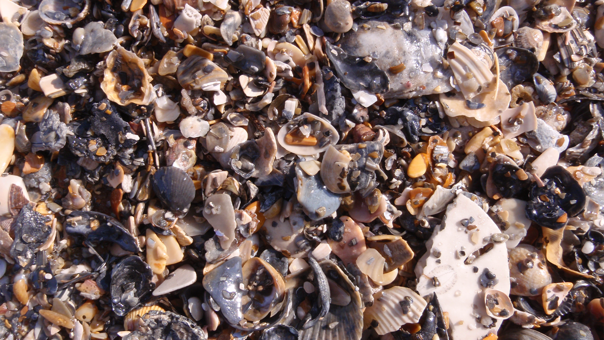 A large group of shells on a beach. Organisms with hard, durable parts, like shells, are more likely to be preserved as fossils than organisms composed entirely of soft tissue.