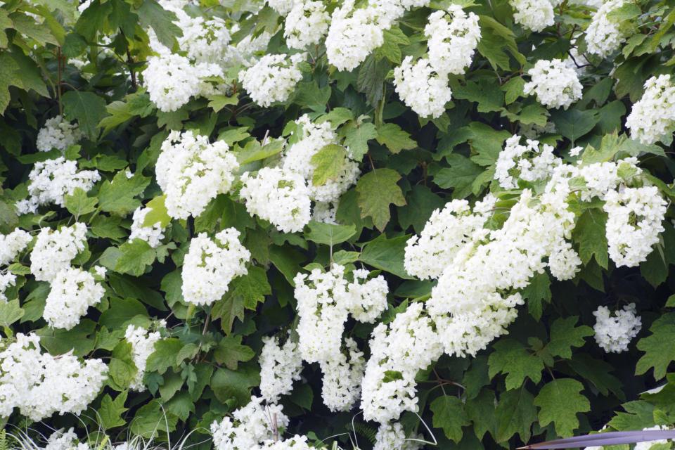 "Oakleaf" Hydrangea