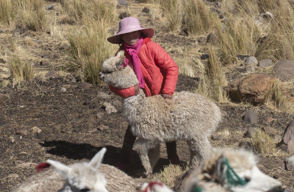 Leila Ccaico, 11, plays with one of her family's alpacas on her family's land in Licapa, Peru, Thursday, Sept. 2, 2021. Ccaico, whose parents are alpaca herders, said she stopped speaking Quechua fluently at the age of six when her older sister told her to stop because passersby would make fun of them. (AP Photo/Franklin Briceno)