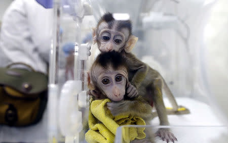 Monkeys cloned from a gene-edited macaque with circadian rhythm disorders are seen in a lab at the Institute of Neuroscience of Chinese Academy of Sciences in Shanghai, China January 18, 2019. China Daily via REUTERS