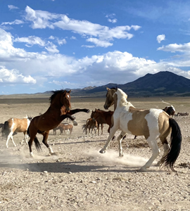 Two bachelor Onaqui stallions in Rush Valley, UT in 2021 | Photo by Scott Beckstead