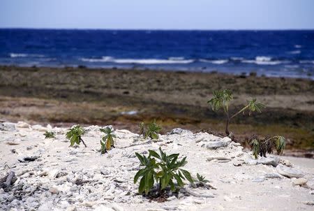 Small bushes grow on a coral beach on Lady Elliot Island located north-east of the town of Bundaberg in Queensland, Australia, June 9, 2015. REUTERS/David Gray