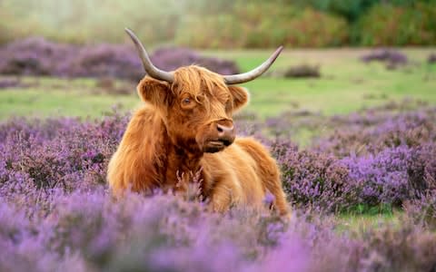 A Highland cow grazing in the new Forest National Park, Hampshire England - Credit: &nbsp;Jacky Parker Photography