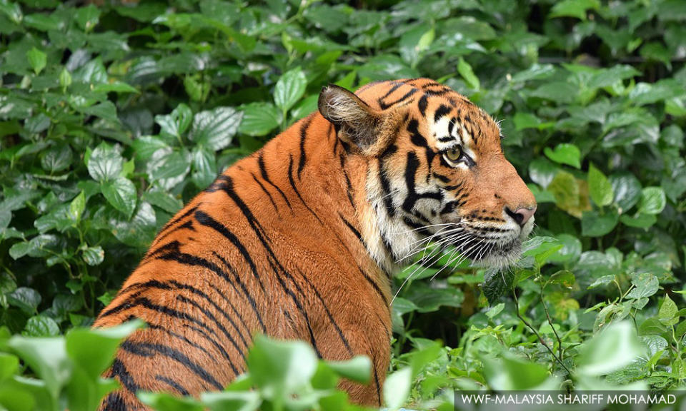 Malayan tiger