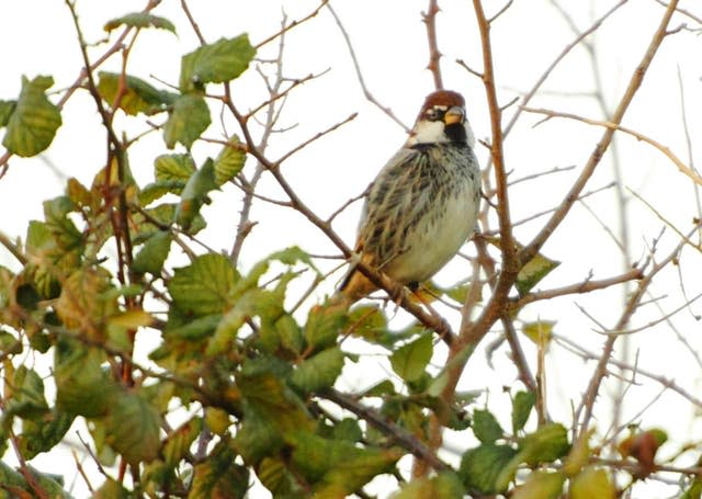 Spanish sparrow in Hampshire