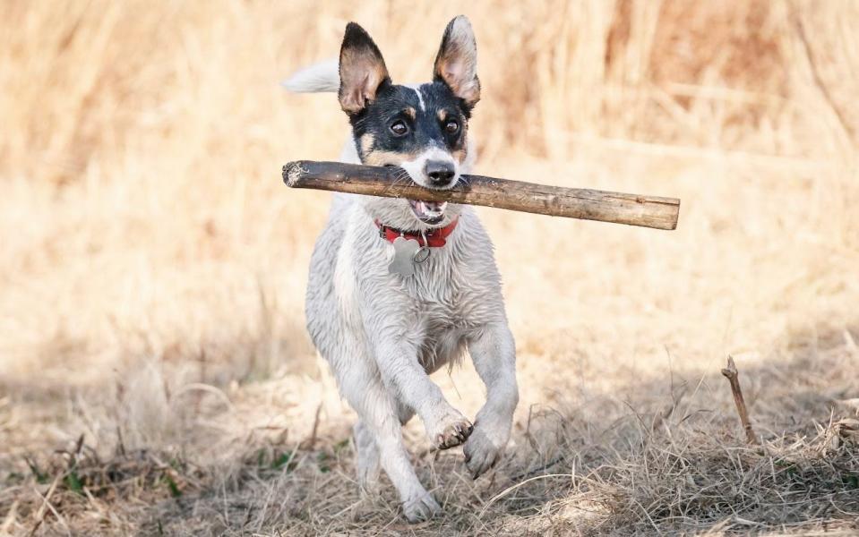 There were just 90 Smooth Fox Terrier puppies registered in 2022 - John McKeen/Getty Images