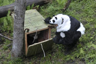 A researcher dressed in a panda costume (R) closes the door after giant panda Tao Tao got into a cage before being transferred to a new living environment at the Hetaoping Research and Conservation Center for the Giant Panda in Wolong National Nature Reserve, Sichuan province May 3, 2012. Tao Tao, 21-months-old, and its mother Cao Cao are being transferred to a bigger living environment with a higher altitude and a more complicated terrain, which marks the beginning of the third phase of its training to be reintroduced to the wild. Researchers wear panda costumes to ensure that the cub's environment is devoid of human influence, according to local media. REUTERS/China Daily