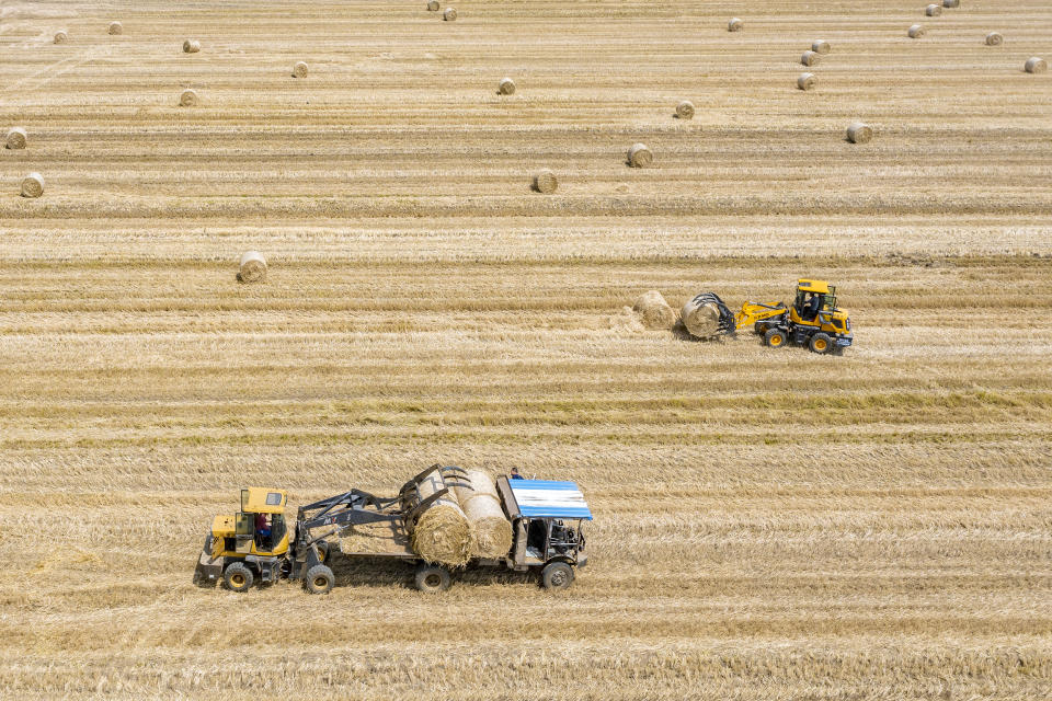 Wheat Harvest In Sihong County

SIHONG, CHINA - JUNE 01: Aerial view of combine harvesters working at a field during the the wheat harvest season on June 1, 2021 in Sihong County, Suqian City, Jiangsu Province of China. (Zhang Lianhua / VCG via Getty Images file)