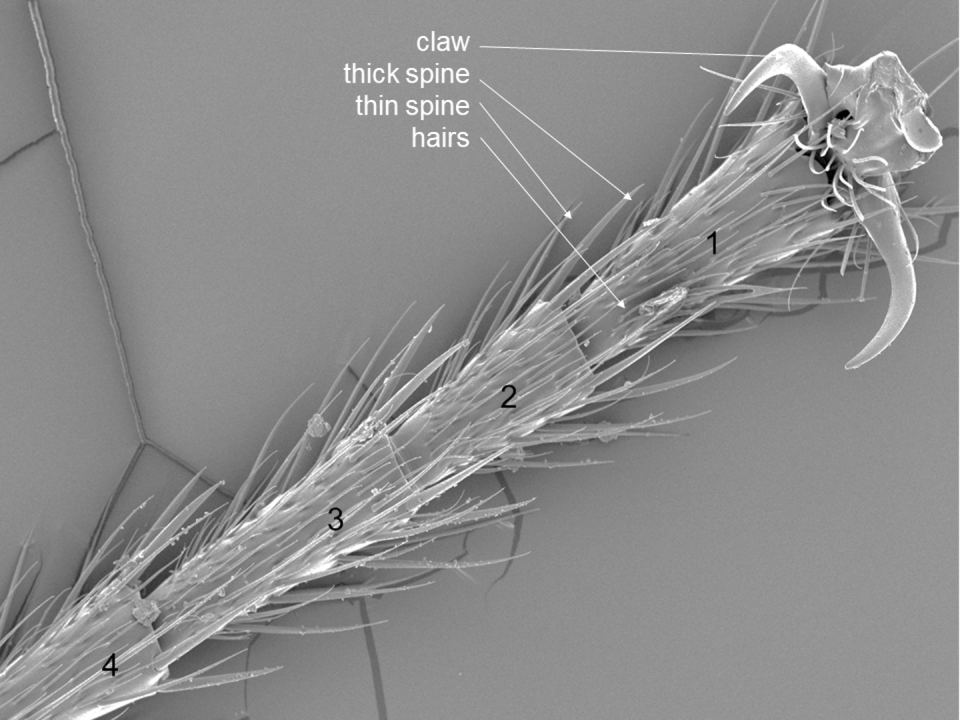 A closeup view of one multisegmented ant foot. Each foot is lined with spiky tools that help grip almost any surface. Deby Cassill, <a href="http://creativecommons.org/licenses/by-nd/4.0/" rel="nofollow noopener" target="_blank" data-ylk="slk:CC BY-ND;elm:context_link;itc:0;sec:content-canvas" class="link ">CC BY-ND</a>