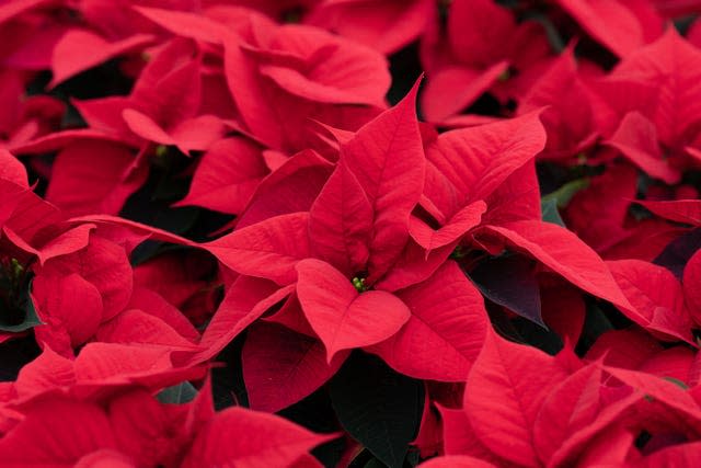 Poinsettia producers gear up for Christmas