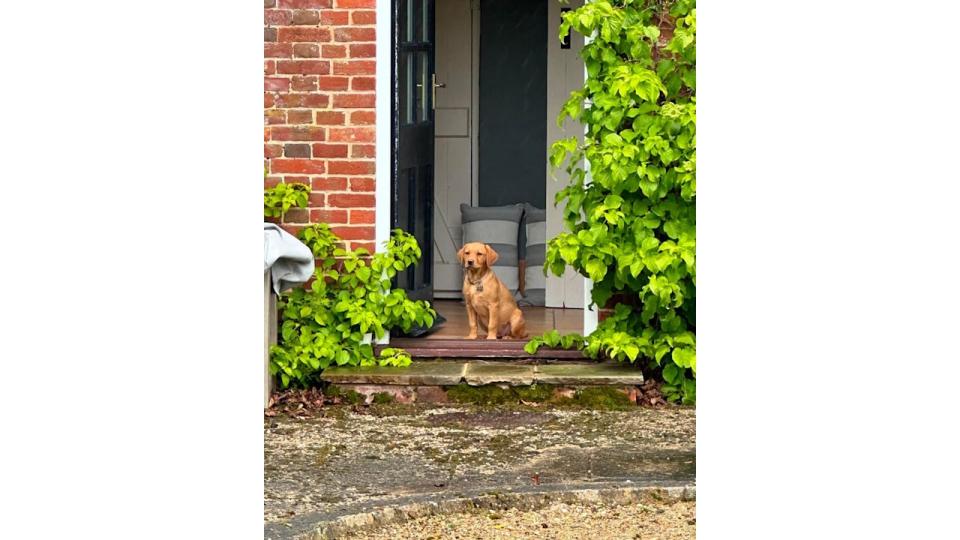 puppy sat in doorway 