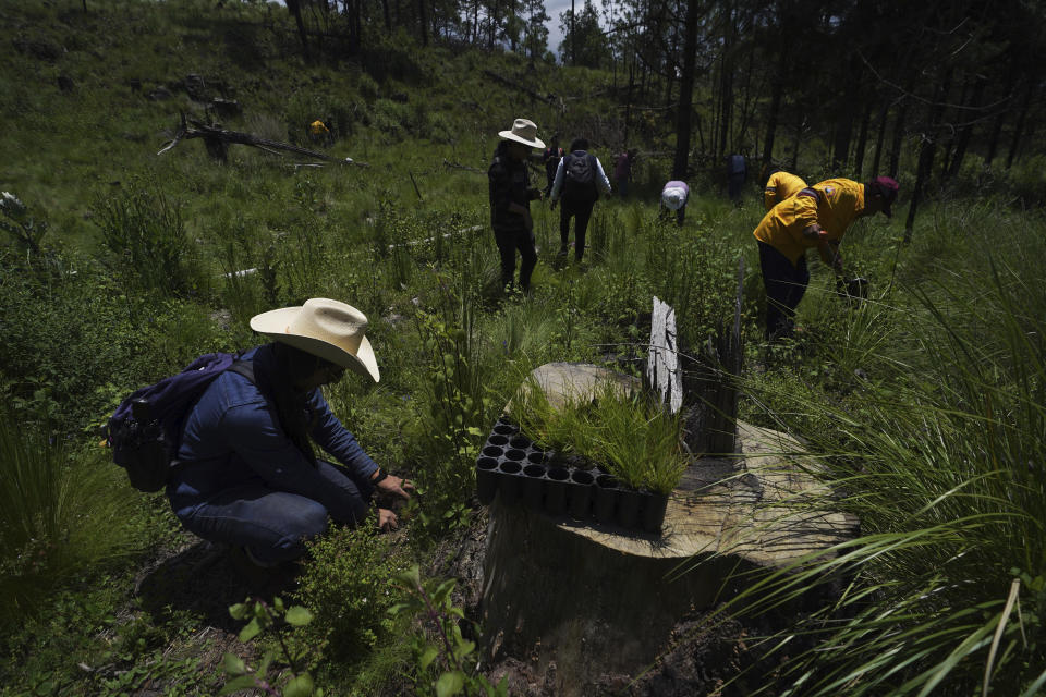 ARCHIVO - Agricultores locales plantan pinos en un área donde los árboles han sido talados ilegalmente, el 13 de agosto de 2023, en el pueblo de San Miguel Topilejo, al sur de la Ciudad de México. La tala ilegal es especialmente aguda en este pueblo, el cual, debido a que tiene bosques y es atravesado por carreteras, es un sitio atractivo para que grupos delictivos talen troncos y los lleven a aserraderos. (AP Foto/Marco Ugarte, archivo)