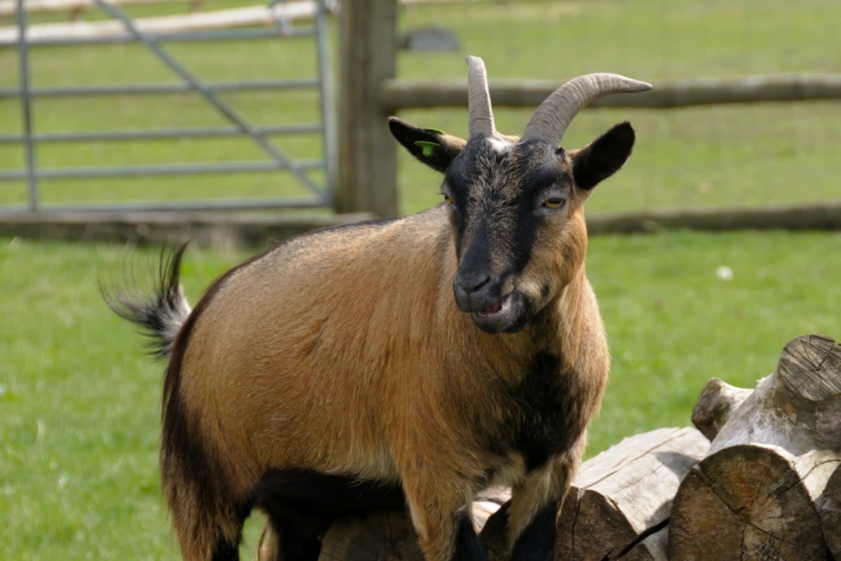 Four goats from a zoo in Mexico were allegedly killed and cooked for an end-of-year banquet (Getty Images/iStockphoto)