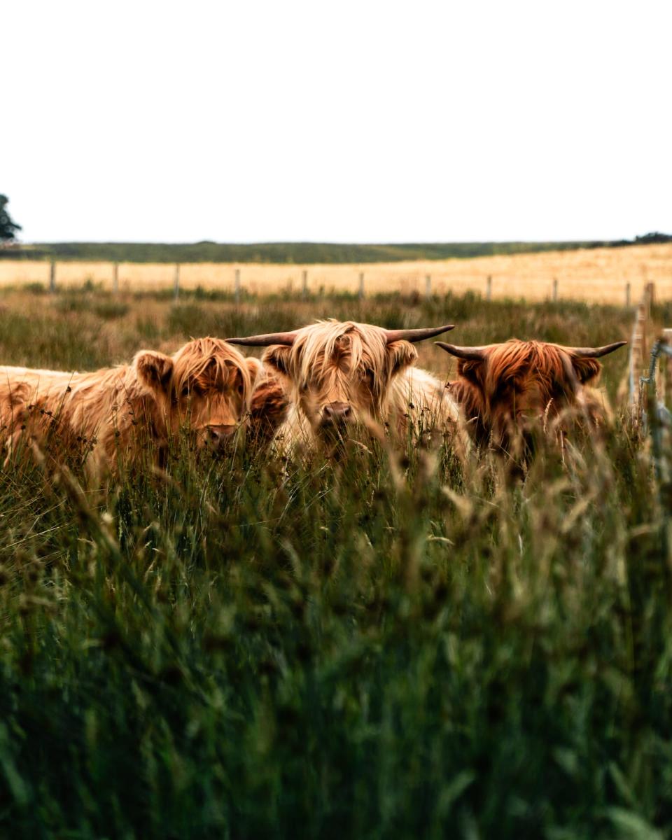 'Highland cow' by @above_and_beyond_visuals (UK)