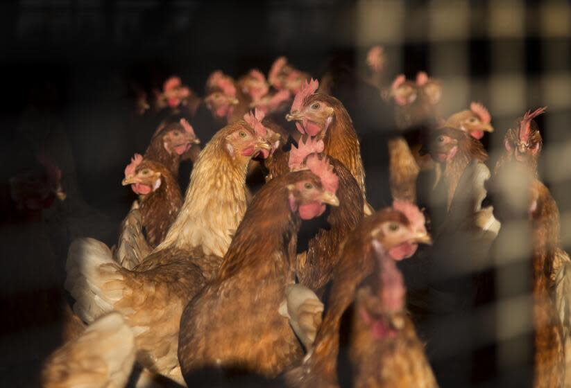 NUEVO, CA - NOVEMBER 9, 2017: Chickens bask in the afternoon sunlight while roaming freely in one of the many hen houses at the MCM Poultry facility on November 9, 2017 in Nuevo, California.(Gina Ferazzi / Los Angeles Times)