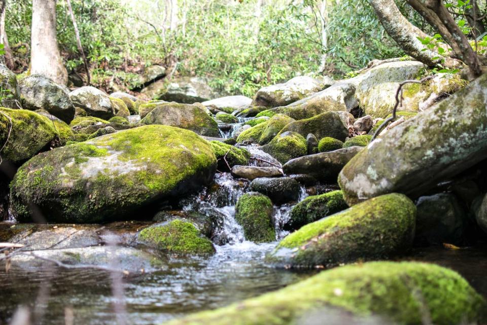 A babbling brook in the forest with moss covered rocks