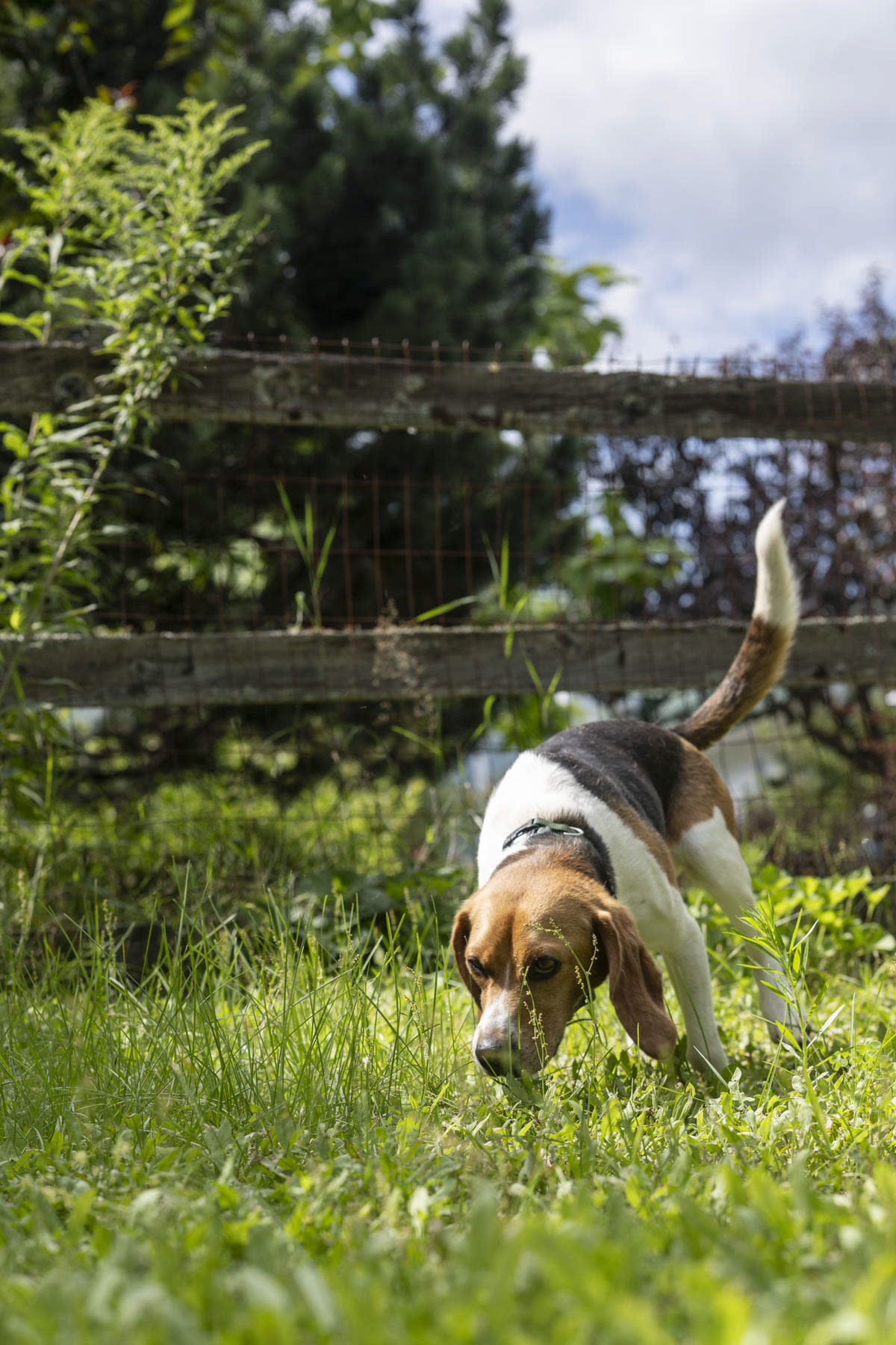 Suzanne Brown-Pelletier juega con su beagle adoptado, Biscuit, en North Yarmouth, Maine, el 1 de agosto de 2023. (Séan Alonzo Harris/The New York Times)