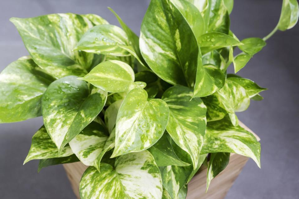 7) Pothos (Epipremnum aureum)