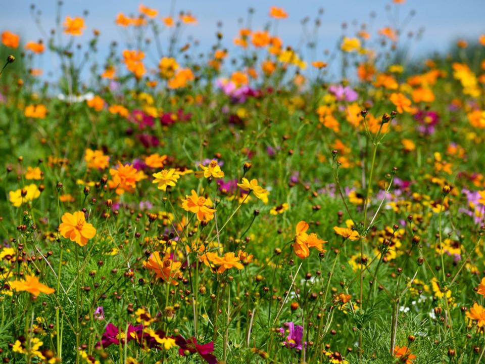 Meadow Of Wildflowers