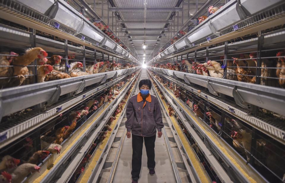 Food security is essential to Chinese and they have adopted industrial farming. Source: Getty