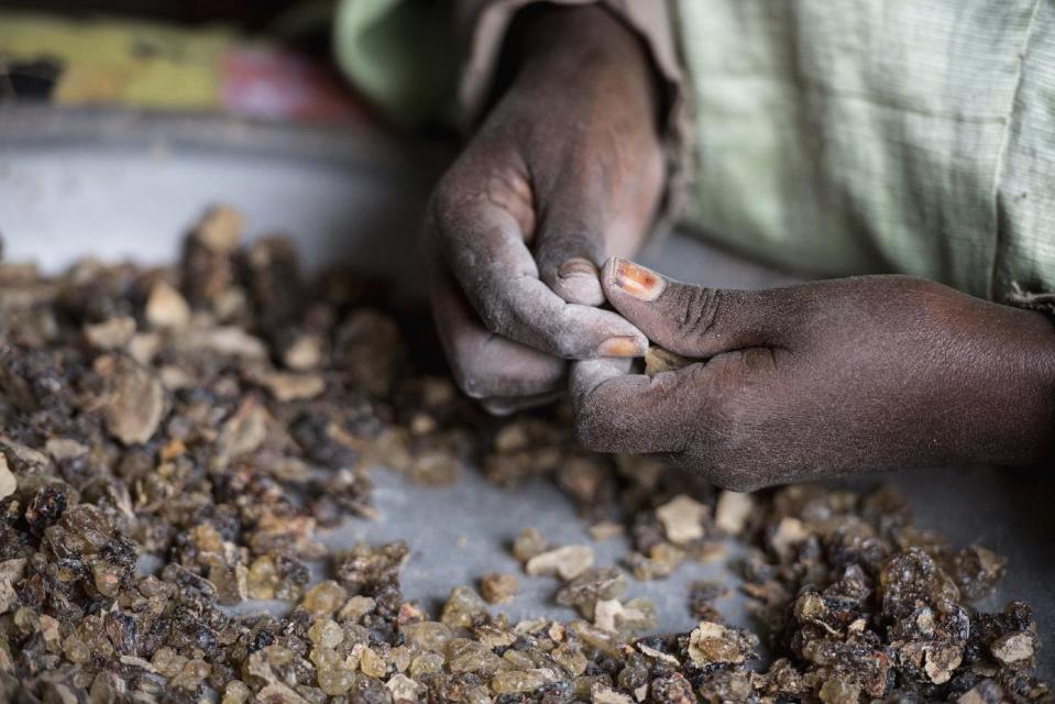 In this Saturday, Aug. 6, 2016 photo, a woman sorts raw frankincense gum in Burao, Somaliland, a breakaway region of Somalia. The last wild frankincense forests on Earth are under threat as prices rise with the global appetite for essential oils. Overharvesting has trees dying off faster than they can replenish, putting the ancient resin trade at risk. (AP Photo/Jason Patinkin)