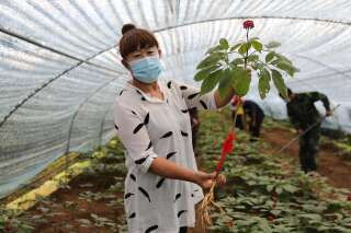 Des agriculteurs récoltent le ginseng à Chengde, dans la province du Hebei, dans le nord-est de la Chine, en août 2021. . PHOTO LIU HUANYU/IMAGINECHINA/AFP