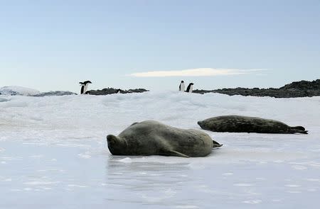 Adelie penguins walk behind Weddell seals lying atop ice at Cape Denison, Commonwealth Bay, East Antarctica, in this picture taken December 31, 2009. REUTERS/Pauline Askin