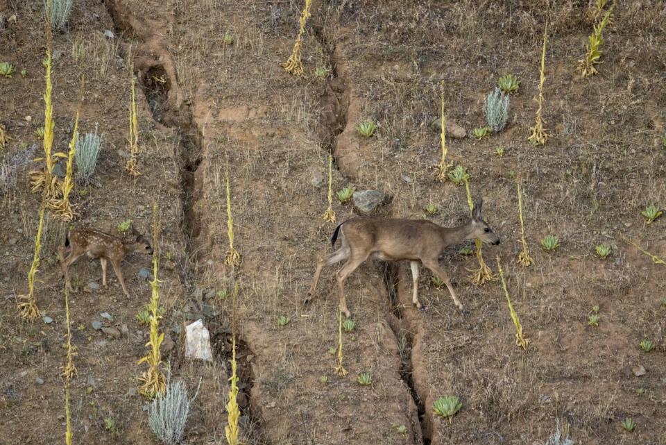 Deer walk on a steep in Lake Oroville.