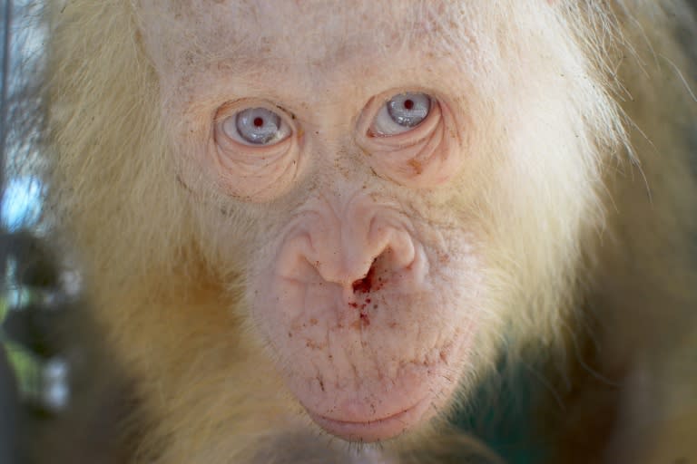 Orangutans on Borneo have seen their habitat shrink dramatically as the island's rainforests are increasingly turned into oil palm, rubber or paper plantations