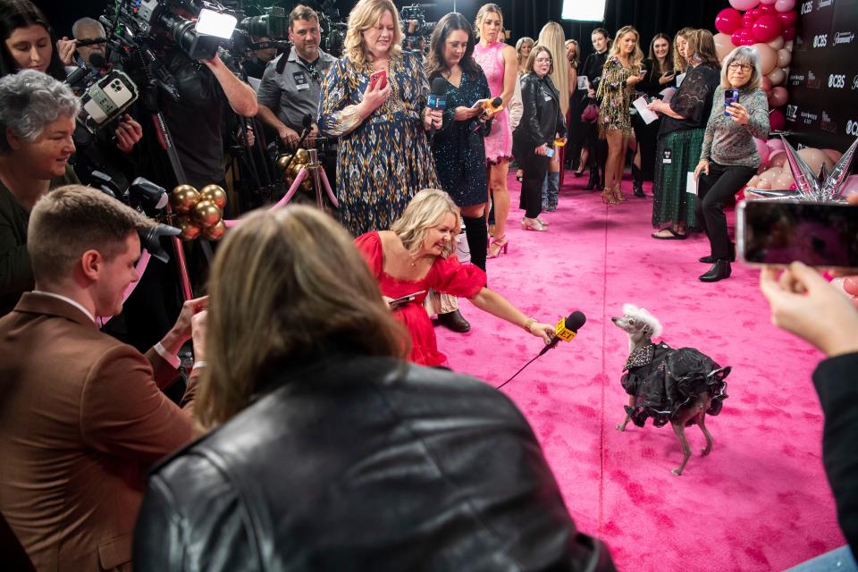 Dogs and artists walk the pink carpet during Dolly Parton's Pet Gala at NOZ Studios in LaVergne, Tenn., Tuesday, Jan. 30, 2024.