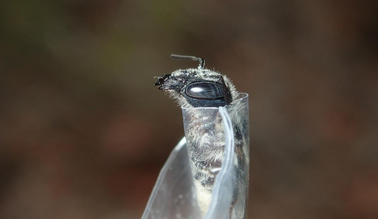 After capturing a bee, researchers place it in a plastic bag with a hole to photograph its head before releasing it. Pollen left in the bag is analyzed to determine which flowers the bee visited. (Photo: Florida Museum Photo by Chase Kimmel)