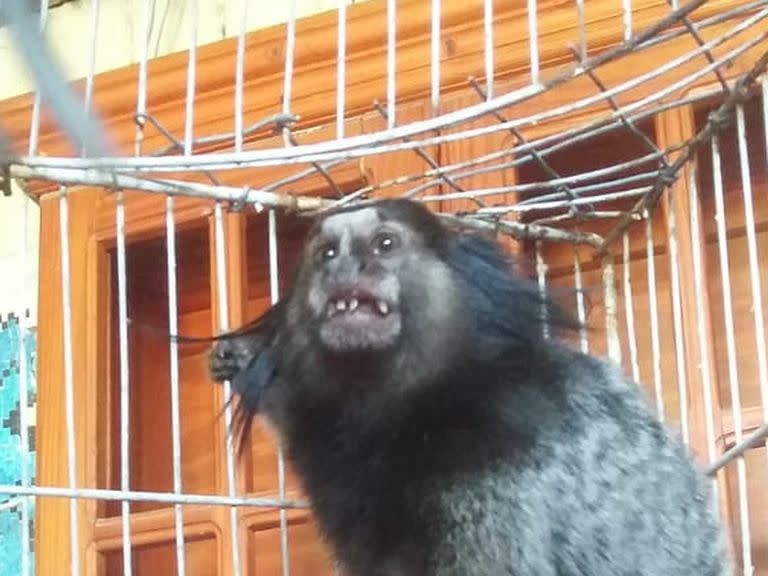 Una foto de "Dientes" cuando fue rescatado en febrero luego del primer robo