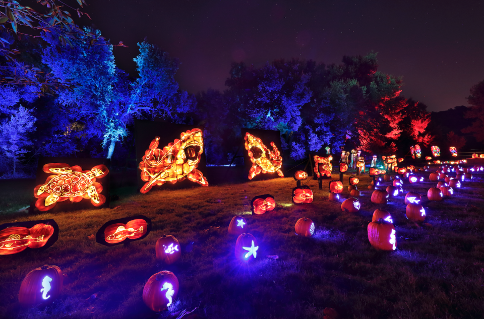 Expertly carved pumpkins turn into sharks, celebrity faces and dinosaurs in the mesmerizing Nights of the Jack in Calabasas.