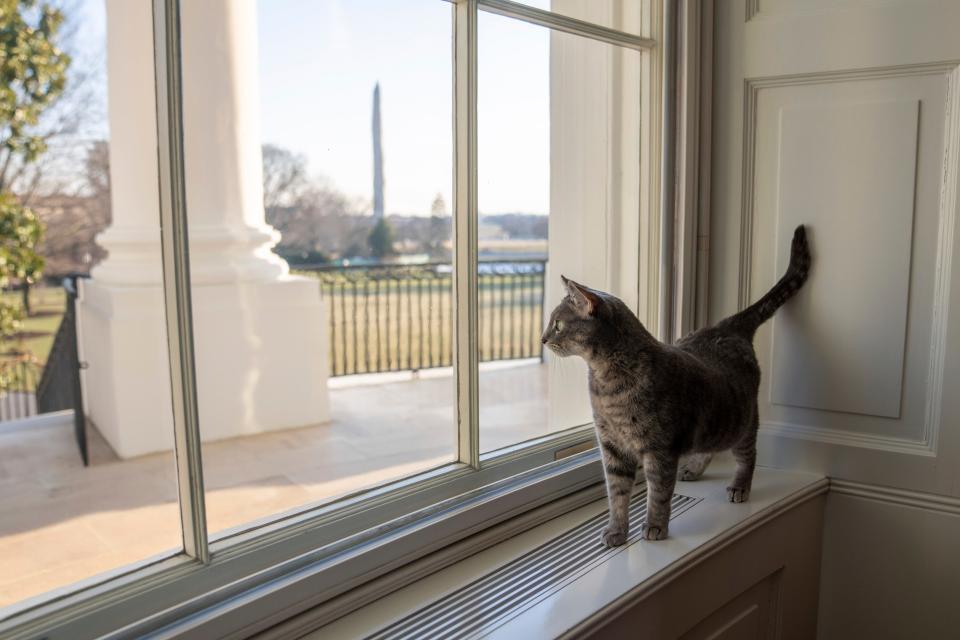 Willow, the Biden family's new pet cat, looks out a window