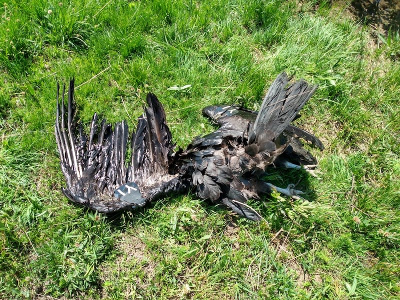 Investigators with the Utah Division of Wildlife Resources and the U.S. Fish and Wildlife Service are seeking information after two California condors were shot and killed in southern Utah in the last two years. | Utah Division of Wildlife Resources