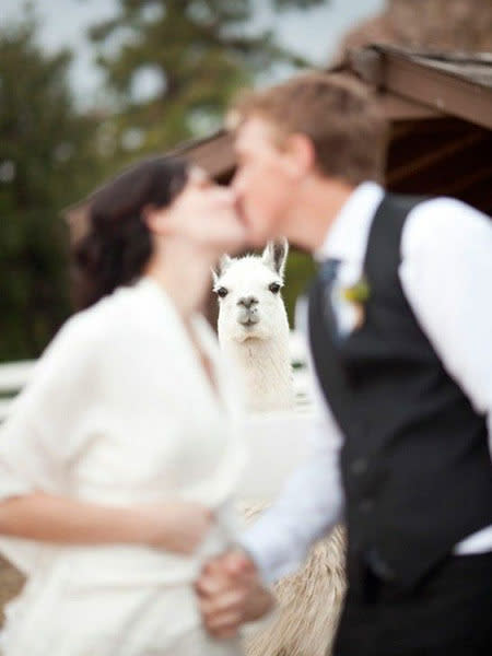 The Funniest Wedding Photobombs