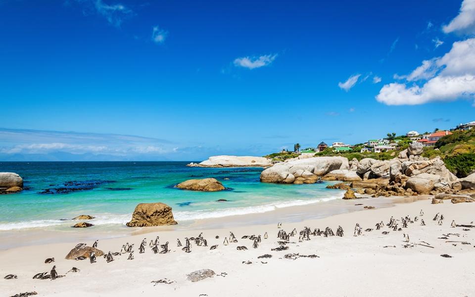 Boulders Beach, Cape Town