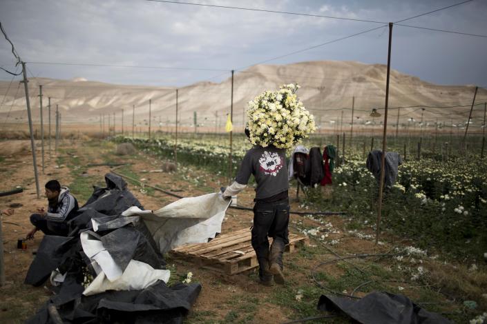 In this Thursday, Jan. 9, 2014 photo, a Palestinian farmer carries a pile of flowers in the fields of west bank Jordan valley Jewish settlement of Petsael. For Israeli farmers in the West Bank's Jordan Valley, an international campaign to boycott settlement products has turned almost overnight from a distant nuisance into a harsh economic reality. The export-driven income of growers in the valley's 21 settlements dropped by 15 percent, or $29 million dollars, last year because Western European supermarket chains trying to avoid political entanglements largely stopped buying the valley's grapes, dates and sweet peppers. (AP Photo/Oded Balilty)