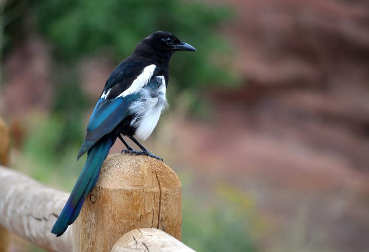 Fewer Brits salute magpies – most many believe breaking a mirror is bad luck