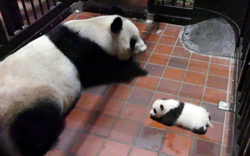 日本上野動物園的大貓熊真真6月順利產子。（美聯社）