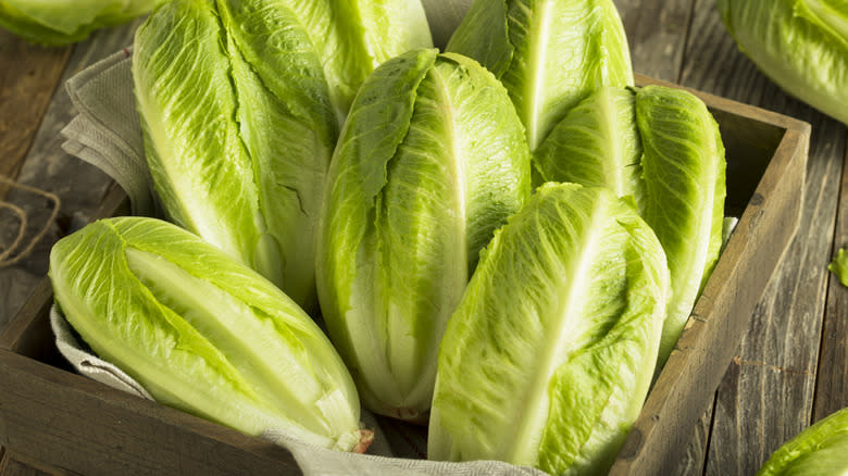 heads of romaine lettuce