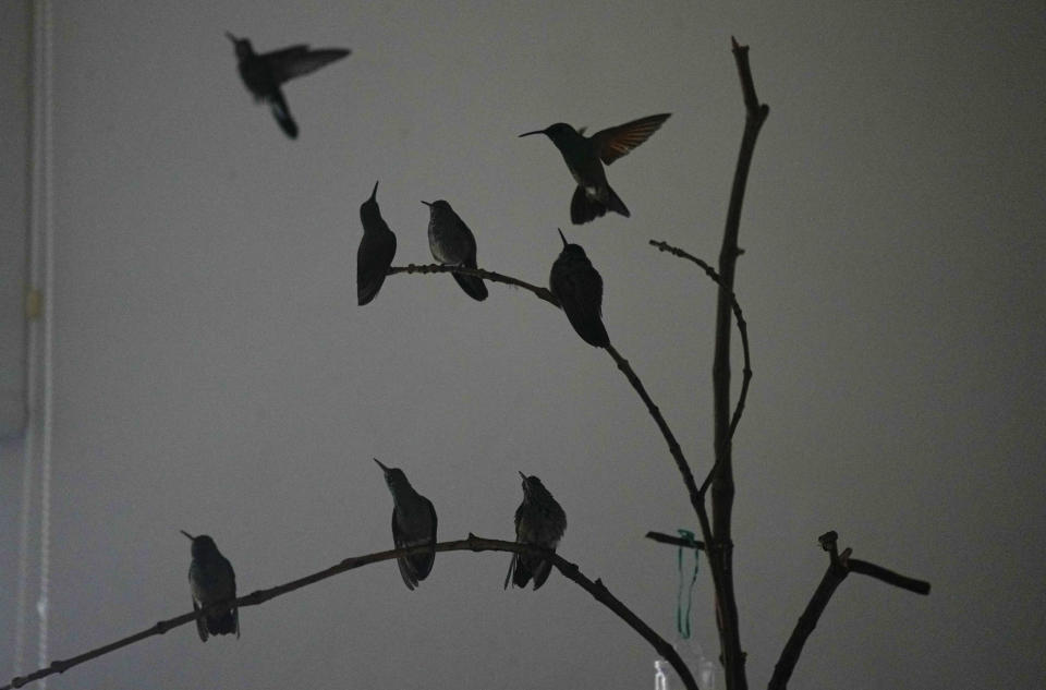 Un grupo de colibríes se posan en las ramas en la casa de Catia Lattouf, quien convirtió su apartamento en una clínica improvisada para estos pequeños pájaros en la Ciudad de México, el lunes 7 de agosto de 2023. (AP Foto/Fernando Llano)