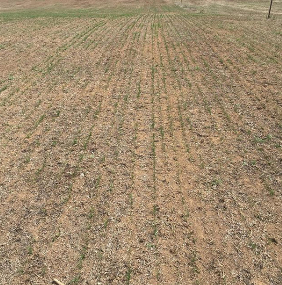 This image was posted online on April 16 and shows the crop which was sowed in the middle of March. Source: @country_valley/ Instagram