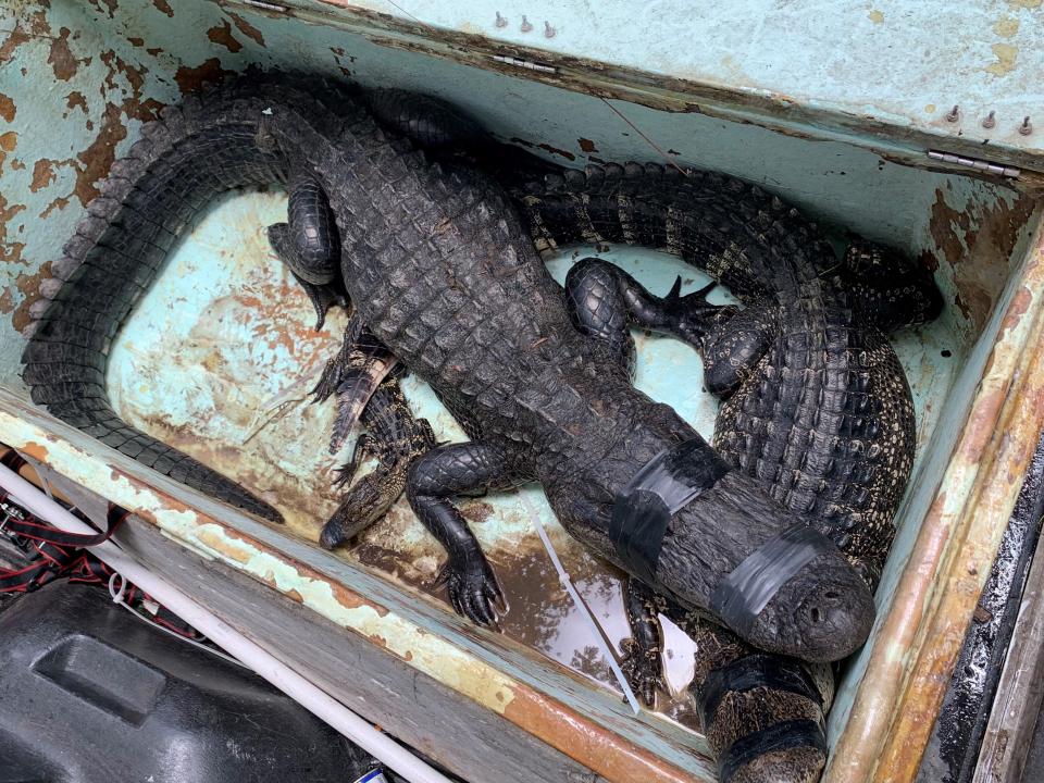 A female alligator measuring more than 8-feet long, pictured on top, was captured alive at Halpatiokee Park after it bit a man who fell from his bicycle. Two other gators in the bin were from residential stops trapper John Davidson made before arriving at the park.