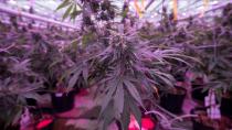 Cannabis growers get creative to ease power demands of pot