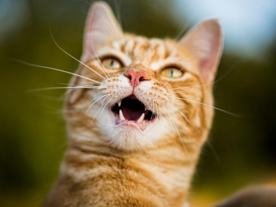 A stock image of a ginger cat.