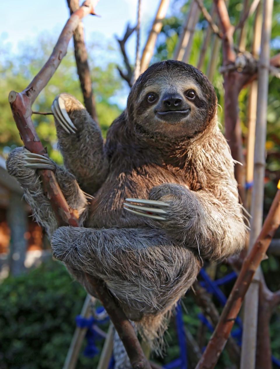 There are two different kinds of sloths.