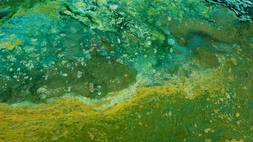 Algae could be used to help the agriculture industry be more sustainable