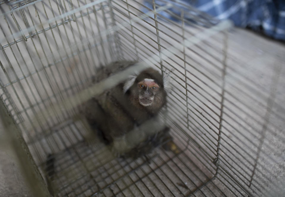 A monkey, captured by researchers of Brazil's state-run Fiocruz Institute, looks out from a cage, at Pedra Branca state park, near Rio de Janeiro, Tuesday, Oct. 29, 2020. The institute collects and studies viruses present in wild animals. (AP Photo/Silvia Izquierdo)